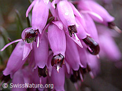 DSCN9104: Erika (Erica carnea)