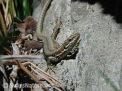 DSCN9162: Mauereidechse (Podarcis muralis)