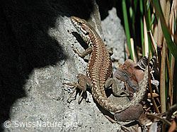 DSCN9164: Mauereidechse (Podarcis muralis)