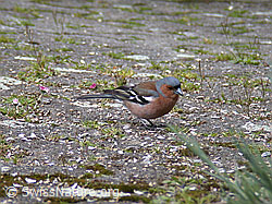DSCN9211: Buchfink (Fringilla coelebs)