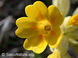 Foto: Wiesenschlüsselblume