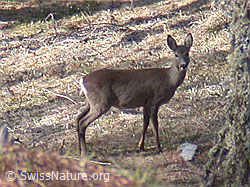 Foto: Capreolus  Capreolus