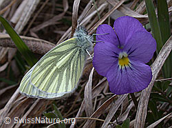Bergweissling (Pieris bryoniae) an langspornigem Stiefmütterchen (Viola calcarata)