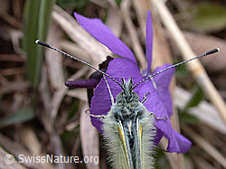 Foto: Bergweissling (Pieris bryoniae)