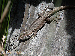 DSCN9509: Mauereidechse (Podarcis muralis)