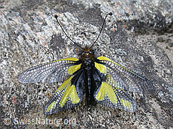 Foto: Schmetterlingshaft