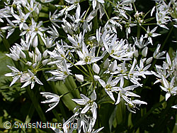 DSCN9881: Bärlauch (Allium ursinum)