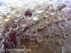 ESCN0003: Wassertropfen auf Frühlingsanemone