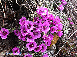 Foto: Gegenblättriger Steinbrech