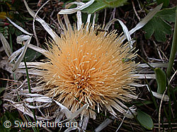 ESCN0039: Verblühte Silberdistel
