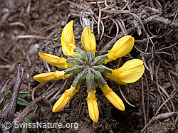 ESCN0042: Schopfiger Hufeisenklee mit geschlossenen Blüten