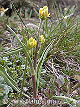 ESCN0052: Pyrenäen-Hahnenfuss, Pflanze mit geschlossenen Blüten