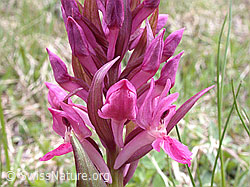 Foto: Rotes Holunder-Knabenkraut (Dactylorhiza sambucina)
