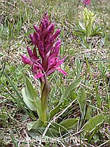 Foto: Rotes Holunder-Knabenkraut (Dactylorhiza sambucina)