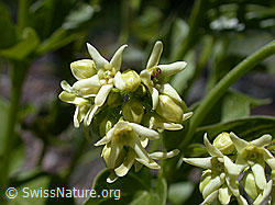 Schwalbenwurz (Vincetoxicum hirundinaria) (20.05.2002, ESCN0107)