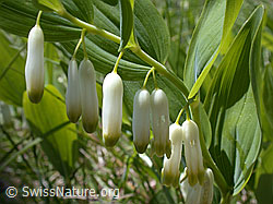 ESCN0108: Blüten des echten Salomonssiegel (Polygonatum odoratum)
