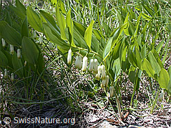 ESCN0109: Echtes Salomonssiegel (Polygonatum odoratum)