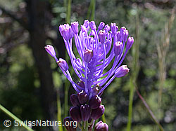 ESCN0129: Schopfige Bisamhyazinthe, Blüte