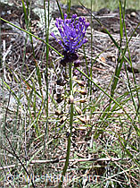 ESCN0131: Schopfige Bisamhyazinthe