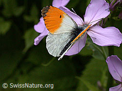 Aurorafalter (Anthochais cardamines) an Blüte der Gemeinen Nachtviole (Hesperis matronalis) (ESCN0168)