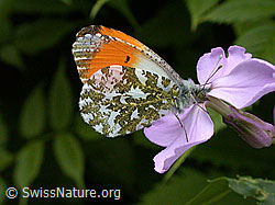 Aurorafalter (Anthocharis cardamines), Männchen (ESCN0170)