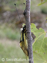 Foto: Schmetterlingshaft (Libelloides coccajus)