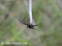 ESCN0294: Schwarze Spinne