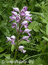 ESCN0335: Helm-Knabenkraut (Orchis militaris)