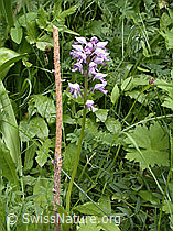 ESCN0338: Helm-Knabenkraut (Orchis militaris)