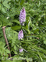 Foto: Geflecktes Knabenkraut,