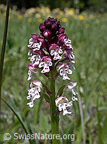 ESCN0385: Schwärzliches Knabenkraut, Blüte