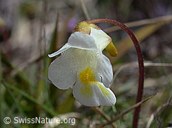 ESCN0439: Alpen-Fettblatt, Blüte