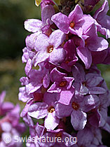 Foto: Seidelbast, Nahaufnahme der Blüte