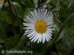 Foto: Alpenmasslieb, Blüte