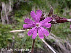 ESCN0545: Rote Waldnelke, Blüte