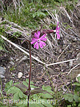 ESCN0547: Rote Waldnelke (Silene dioica)