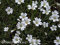 ESCN0548: Einblütiges Hornkraut, Blüten