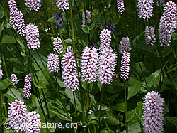 ESCN0569: Schlangen-Knöterich (Polygonum bistorta)