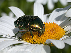 Foto: Rosenkäfer auf Margerite
