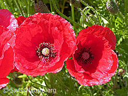 Foto: Klatsch-Mohn