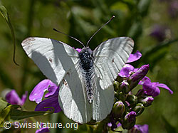Kleiner Kohlweissling (Pieris rapae) (ESCN0602)