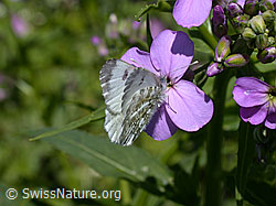 Aurorafalter (Anthochais cardamines) an Blüte der Gemeinen Nachtviole (Hesperis matronalis) (ESCN0796)