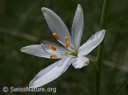 ESCN0888: Blüte der astlosen Graslilie