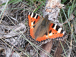 Foto: Kleiner Fuchs
