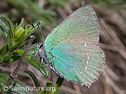 Foto: Brombeerzipfelfalter (Callophrys rubi)
