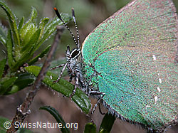 Foto: Brombeerzipfelfalter (Callophrys rubi)
