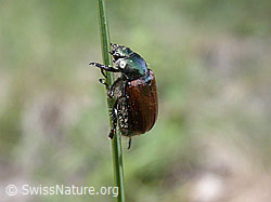 ESCN0925: Gartenlaubkäfer (Phyllopertha horticola)