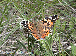 ESCN0930: Distelfalter (Cynthia cardui)