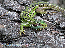Smaragdeidechse (Lacerta bilineata) auf Baumstamm (07.06.2002, ESCN0947)