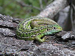 Smaragdeidechse (Lacerta bilineata) auf Baumstamm (ESCN0952)
